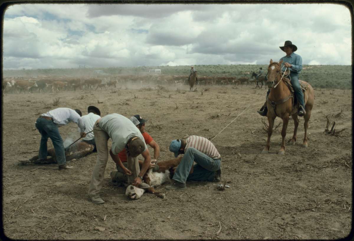 Five people in long pants and tshirts tying two cows on the ground, while sixth person in a cowboy hat on a horse holds a rope attached to one of the cows.